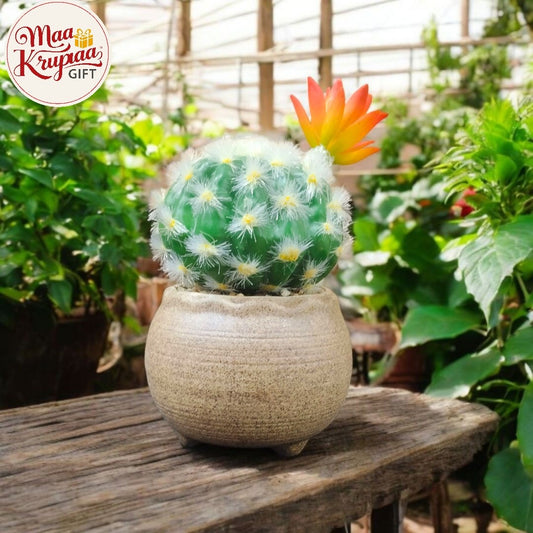 Artificial Succulent Plant in a Ceramic Pot W229